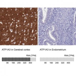 Anti-ATP1A3 antibody produced in rabbit 