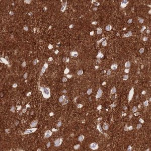 Anti-ATP1A3 antibody produced in rabbit 