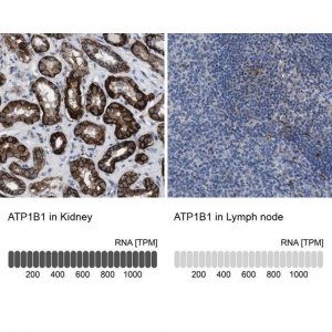 Anti-ATP1B1 antibody produced in rabbit 