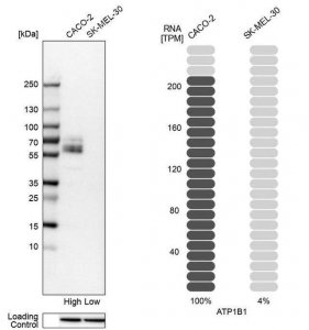 Anti-ATP1B1 antibody produced in rabbit 