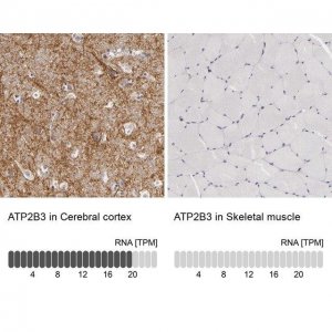 Anti-ATP2B3 antibody produced in rabbit 