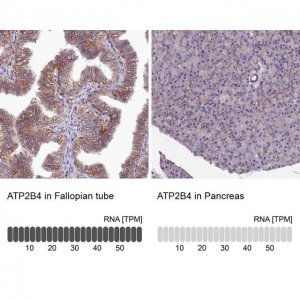 Anti-ATP2B4 antibody produced in rabbit 