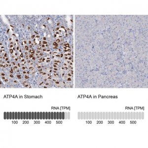 Anti-ATP4A antibody produced in rabbit 