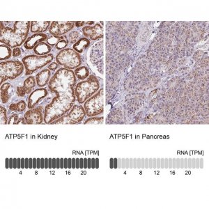 Anti-ATP5F1 antibody produced in rabbit 