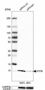 Anti-ATP5I antibody produced in rabbit 