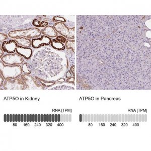 Anti-ATP5O antibody produced in rabbit HPA041394-100UL