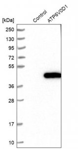 Anti-ATP6V0D1 antibody produced in rabbit 