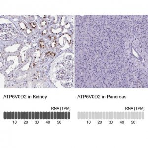 Anti-ATP6V0D2 antibody produced in rabbit HPA055327-100UL
