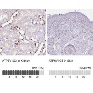 Anti-ATP6V1G3 antibody produced in rabbit 