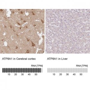 Anti-ATP8A1 antibody produced in rabbit 