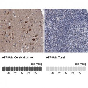 Anti-ATP9A antibody produced in rabbit HPA035630-100UL