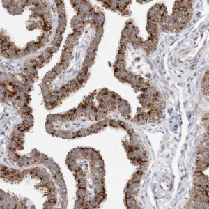Anti-ATPIF1 antibody produced in rabbit HPA027999-100UL