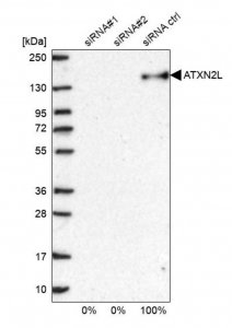 Anti-ATXN2L antibody produced in rabbit 