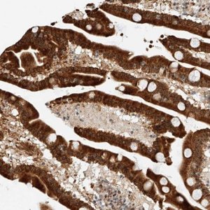 Anti-ATXN7L2 antibody produced in rabbit 