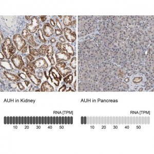 Anti-AUH antibody produced in rabbit 