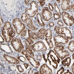 Anti-AUH antibody produced in rabbit 