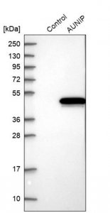 Anti-AUNIP antibody produced in rabbit 