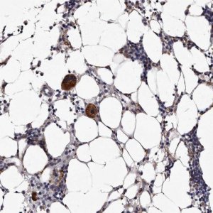 Anti-AUNIP antibody produced in rabbit 