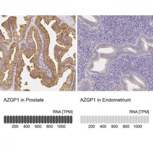 Anti-AZGP1 antibody produced in rabbit 