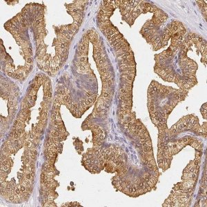 Anti-AZGP1 antibody produced in rabbit 