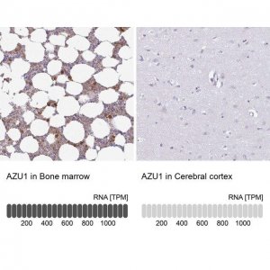 Anti-AZU1 antibody produced in rabbit 