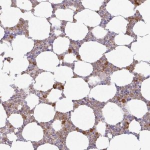 Anti-AZU1 antibody produced in rabbit 