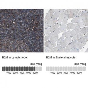 Anti-B2M antibody produced in rabbit 