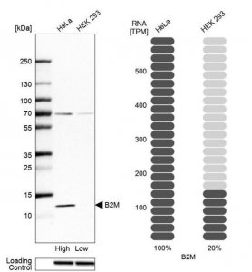 Anti-B2M antibody produced in rabbit 