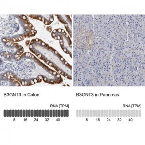 Anti-B3GNT3 antibody produced in rabbit 