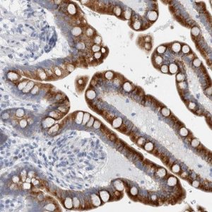 Anti-B3GNT3 antibody produced in rabbit 