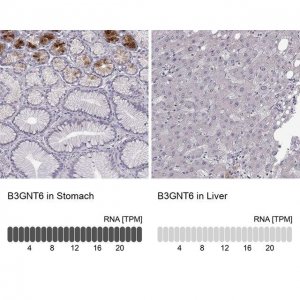 Anti-B3GNT6 antibody produced in rabbit 