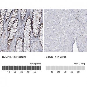 Anti-B3GNT7 antibody produced in rabbit 
