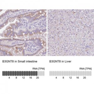 Anti-B3GNT8 antibody produced in rabbit 