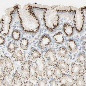 Anti-B4GALNT3 antibody produced in rabbit 