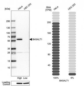 Anti-B4GALT1 antibody produced in rabbit 