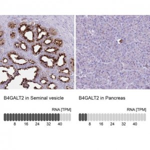 Anti-B4GALT2 antibody produced in rabbit 