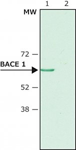 Anti-BACE 1, N-Terminus (46-62) antibody produced in rabbit B0681-.2ML