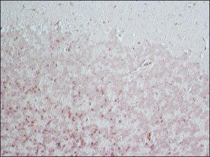Anti-BACE 1, N-Terminus (46-62) antibody produced in rabbit B0681-.2ML