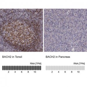 Anti-BACH2 antibody produced in rabbit 