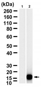 Anti-Bacteriophage MS2 Antibody, clone 1B21 ZooMAb Rabbit Monoclonal 