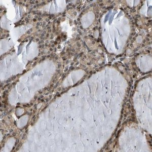 Anti-BAG1 antibody produced in rabbit 