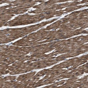 Anti-BAG2 antibody produced in rabbit 