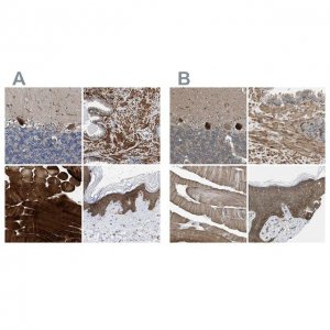 Anti-BAG3 antibody produced in rabbit 