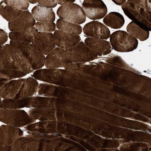 Anti-BAG3 antibody produced in rabbit 