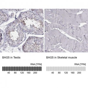 Anti-BAG5 antibody produced in rabbit 