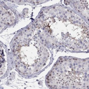 Anti-BAG5 antibody produced in rabbit 