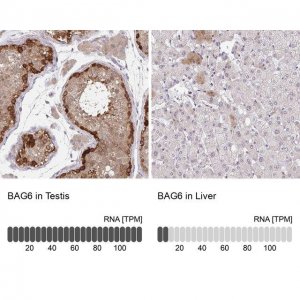 Anti-BAG6 antibody produced in rabbit 