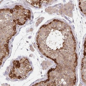 Anti-BAG6 antibody produced in rabbit 