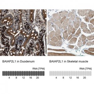 Anti-BAIAP2L1 antibody produced in rabbit 