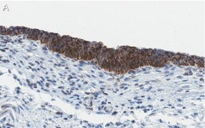 Anti-Bak Antibody, clone 2D18 ZooMAb Rabbit Monoclonal 